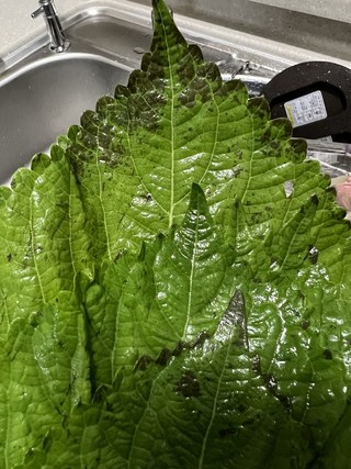 갤러리 이미지