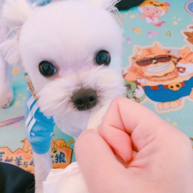 램버트케이 후레쉬 앤 크린 스노이 화이트 코트 애견 샴푸 백모용 리뷰후기