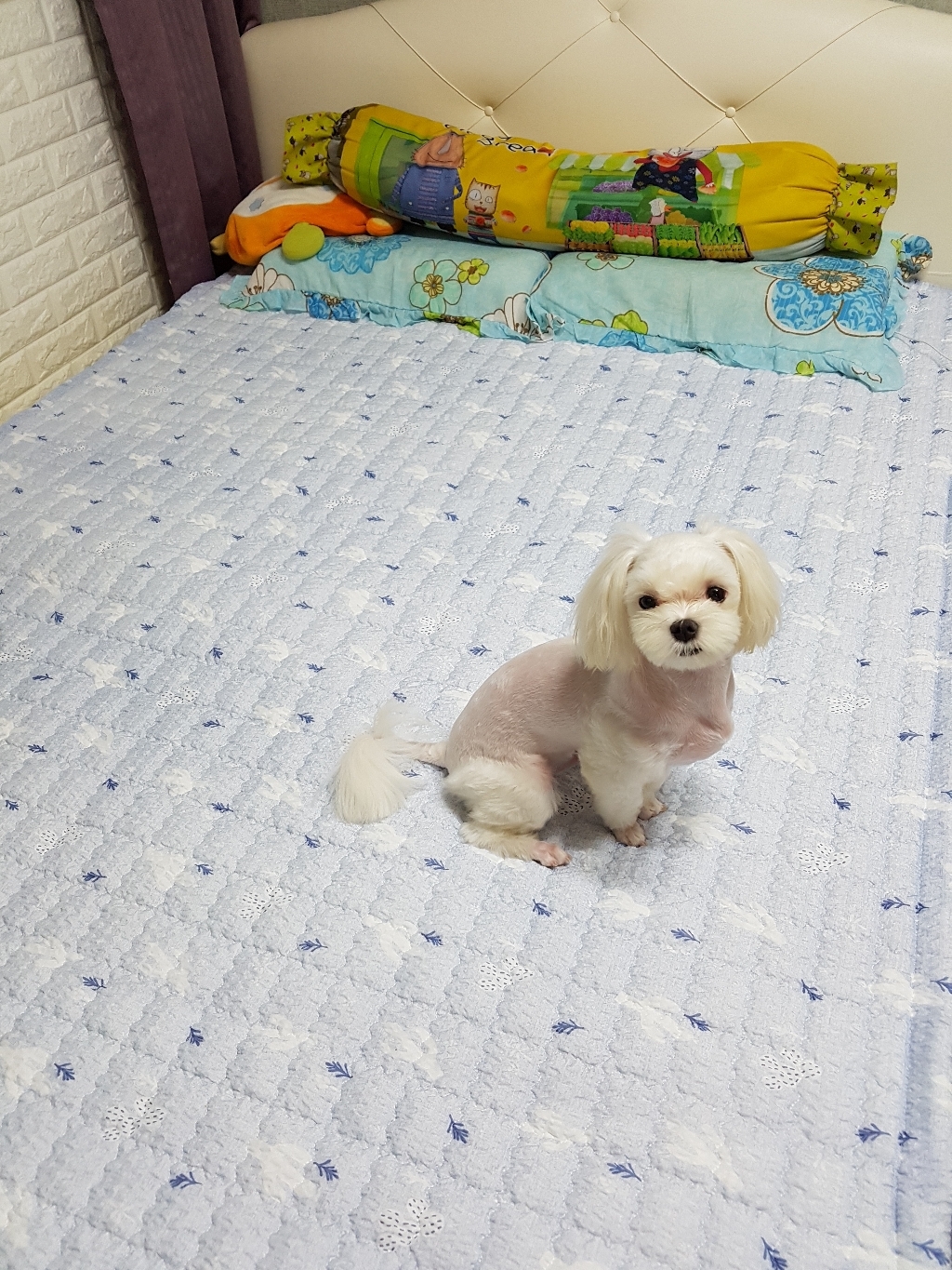 밀크디자인 오아시스 시어서커 패드 겸 카페트