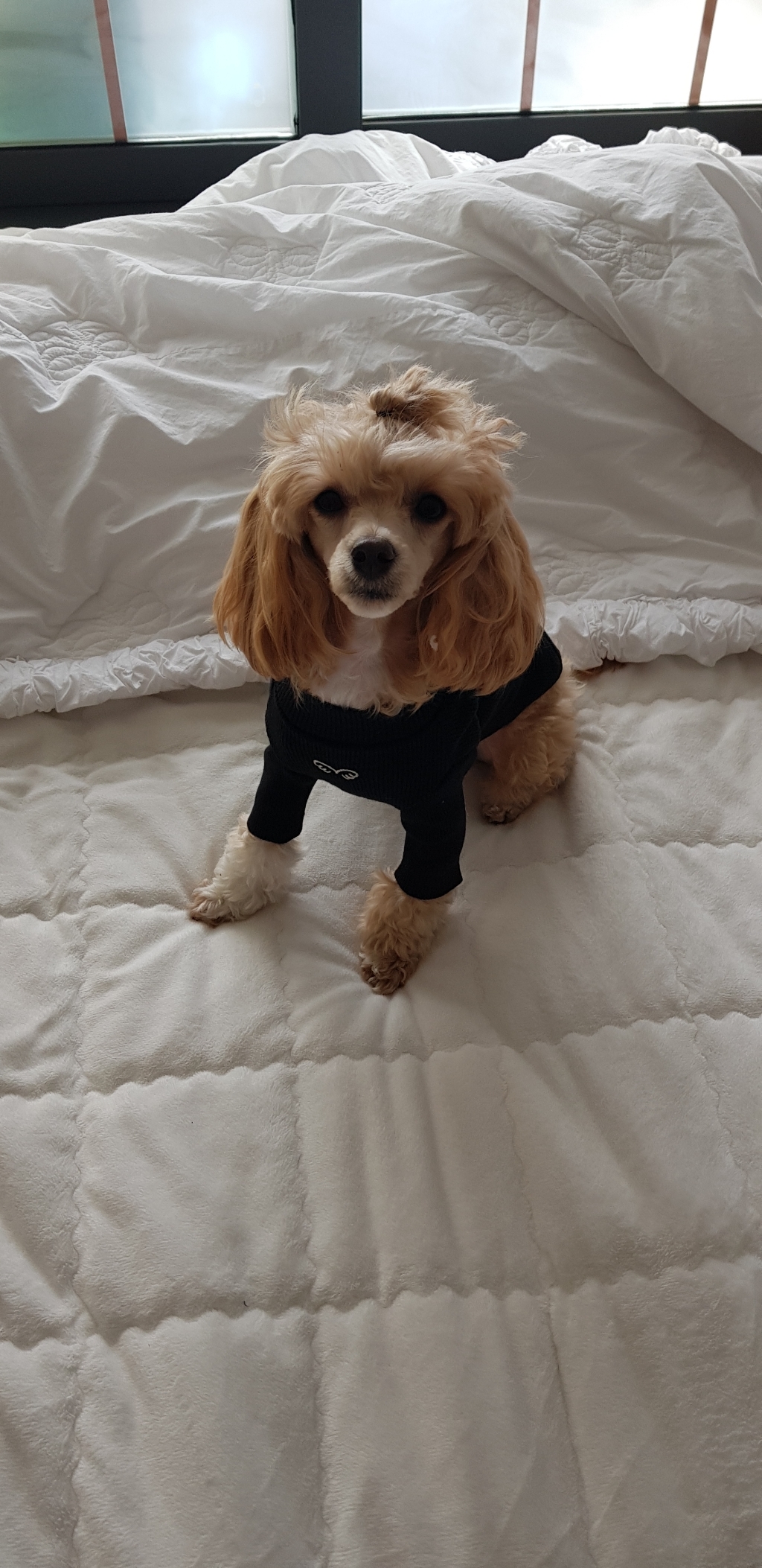 퍼피엔젤 데일리 폴라 골지 애견 티셔츠 리뷰후기