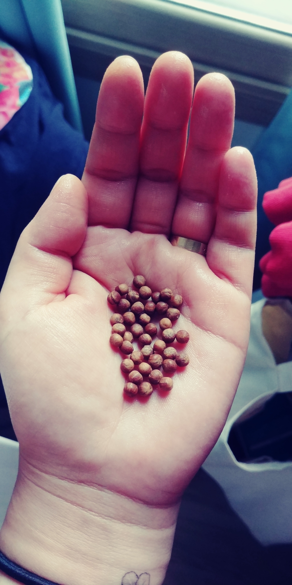 참다움 맥주효모환
