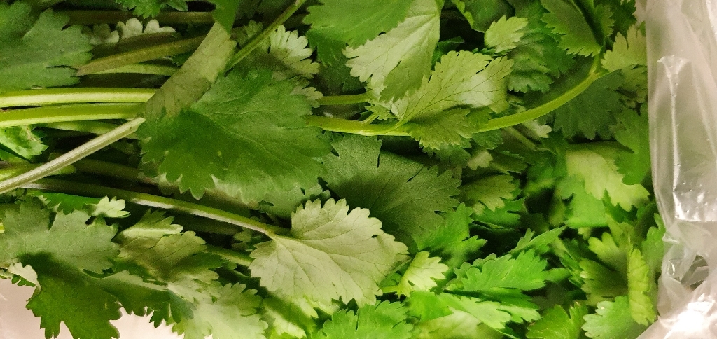 안산팜 고수