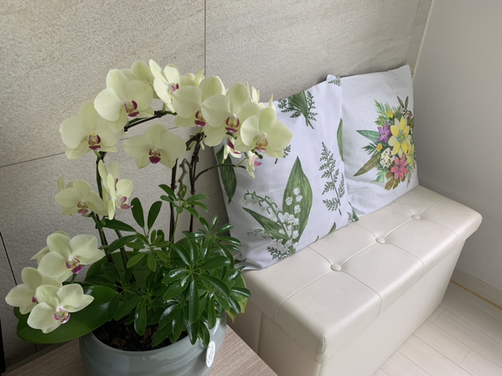 다덴다플라워 서양란 포춘