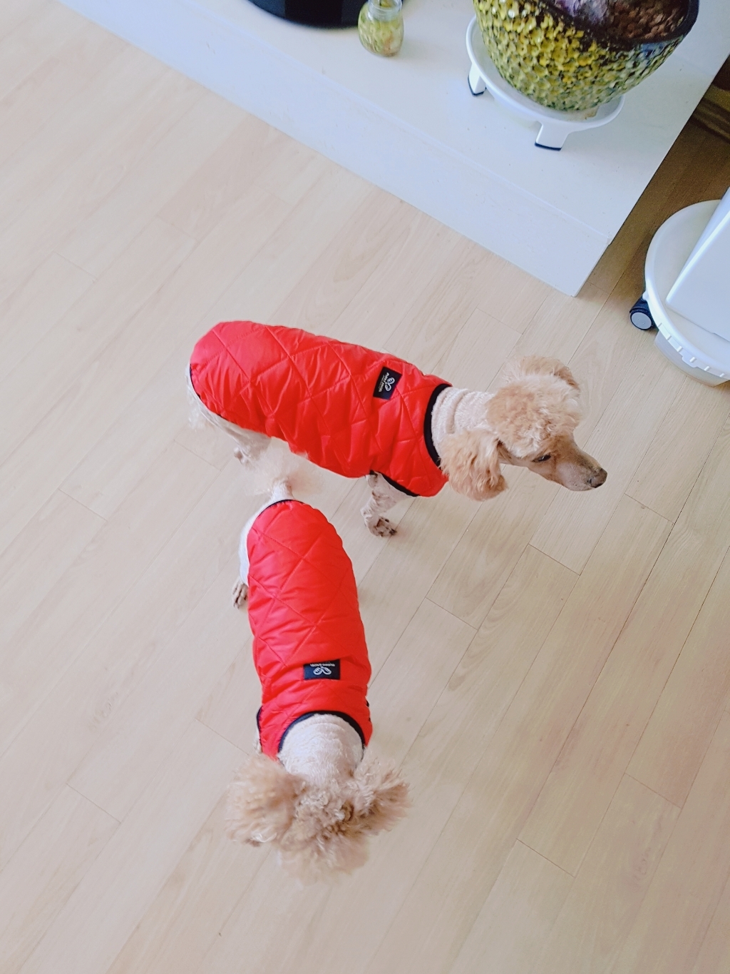 퍼피엔젤 AC CACARY 애견 패딩 조끼
