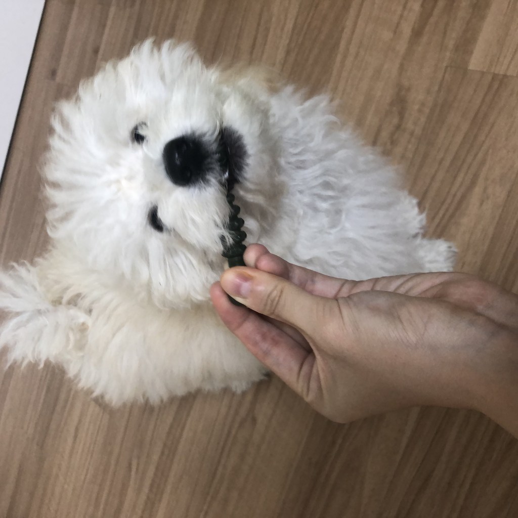 덴탈라이트 덴탈 프레쉬 360도 칫솔 강아지 덴탈껌 리뷰후기