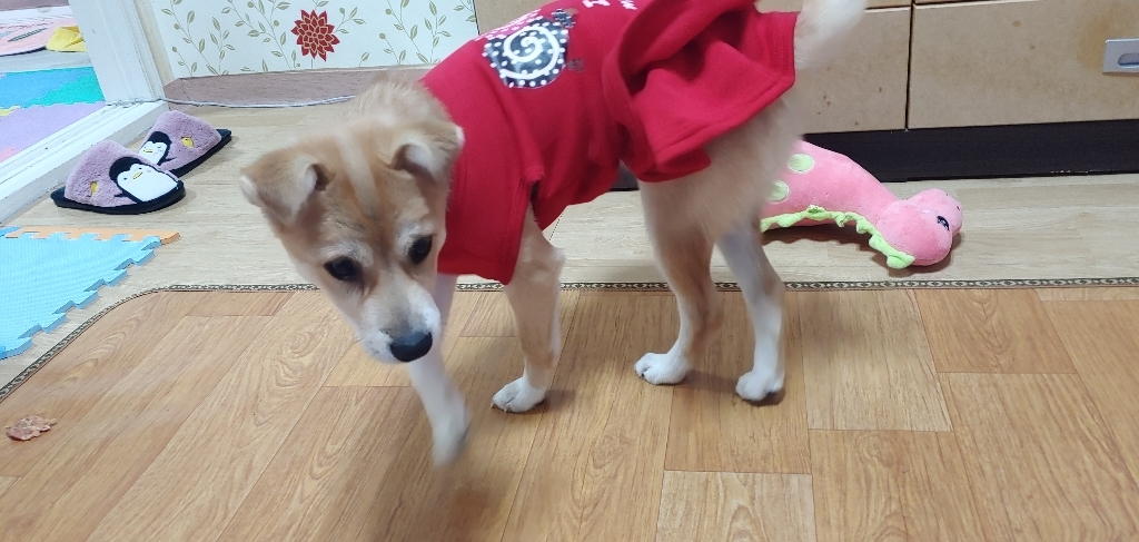 제제펫 러블리 캔디 애견의류 리뷰 후기