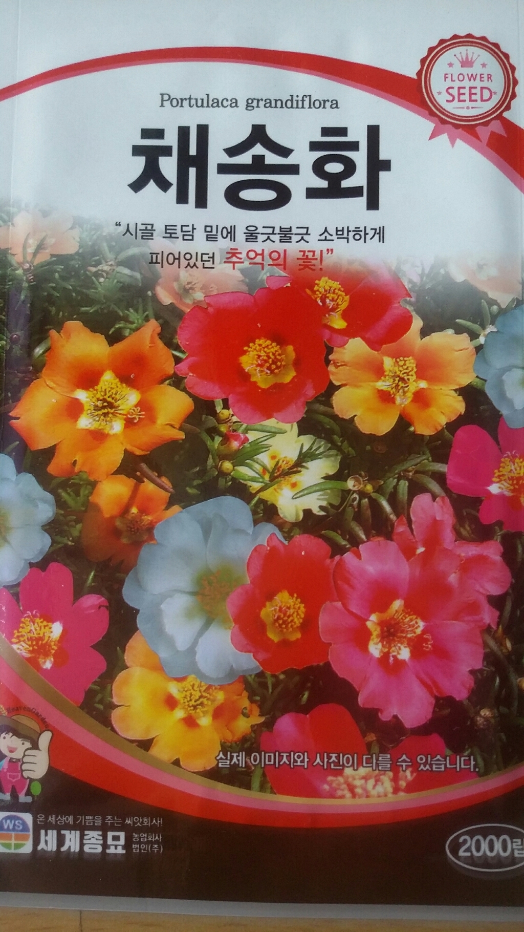 모칸도 세계 채송화 꽃씨