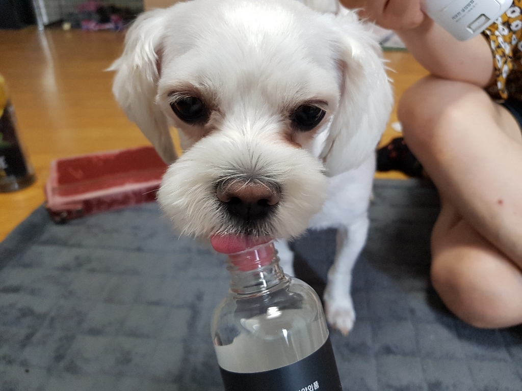 정글몬스터 독 덴탈워터 마시는 구강 청결제 리뷰후기