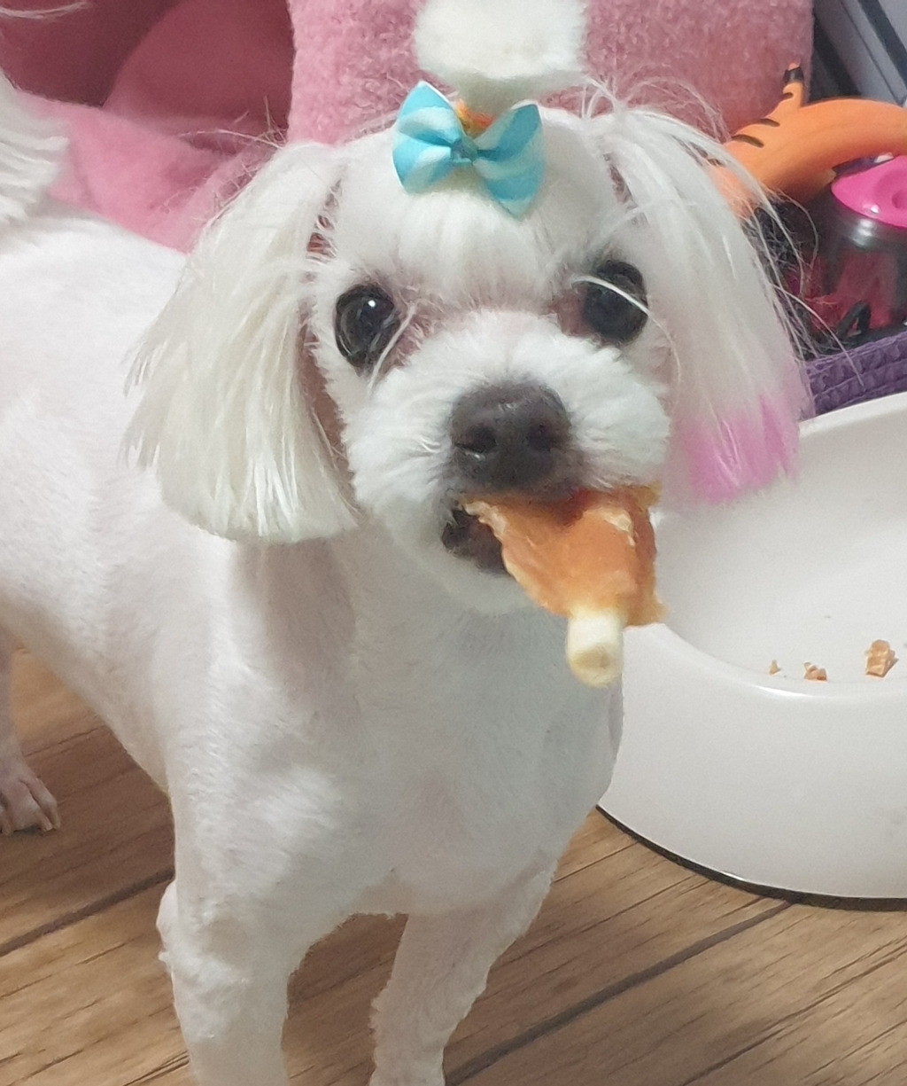 한끼뚝딱 황태와 연어 습식사료 리뷰후기