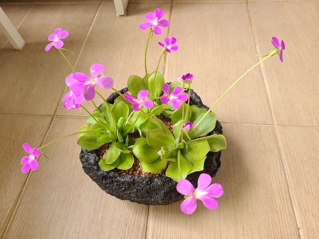 화산석화분 돌화분 원형 대형 현무암 수제 다육이