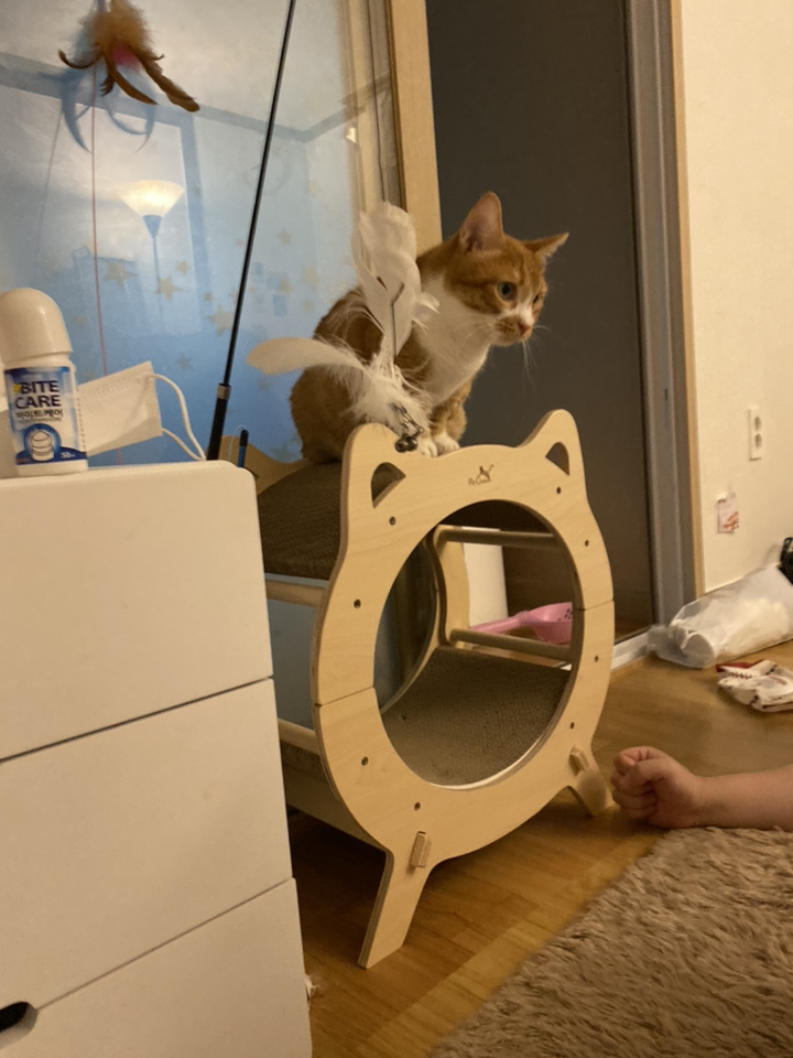 펫초이스 프리미엄 원목 고양이 스크래쳐 원형
