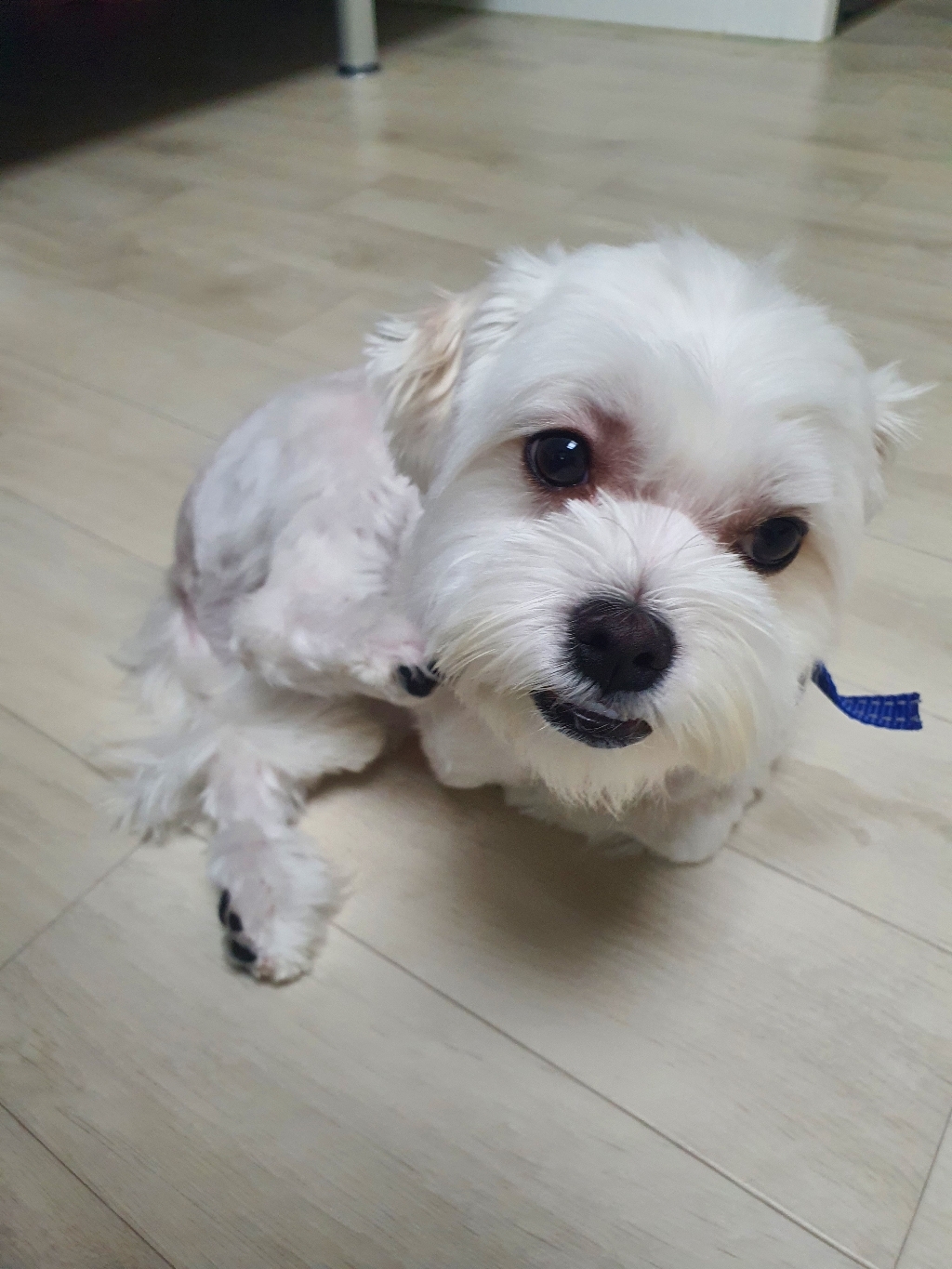 arr 강아지 전기목걸이 짖음방지기 강아지 짖음훈련용 충전식 추적 라이트 방수