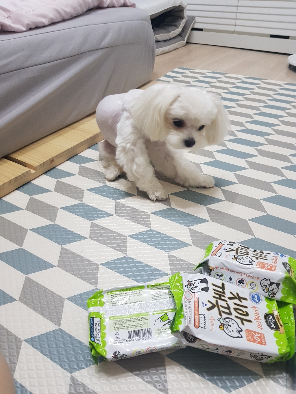 에티펫 치아깨끗 반려동물용 물티슈