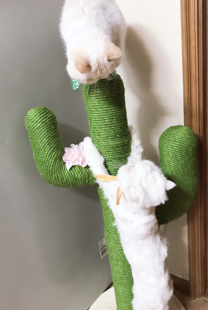 딩동펫 반려동물 고양이 스탠드 선인장 스크래쳐