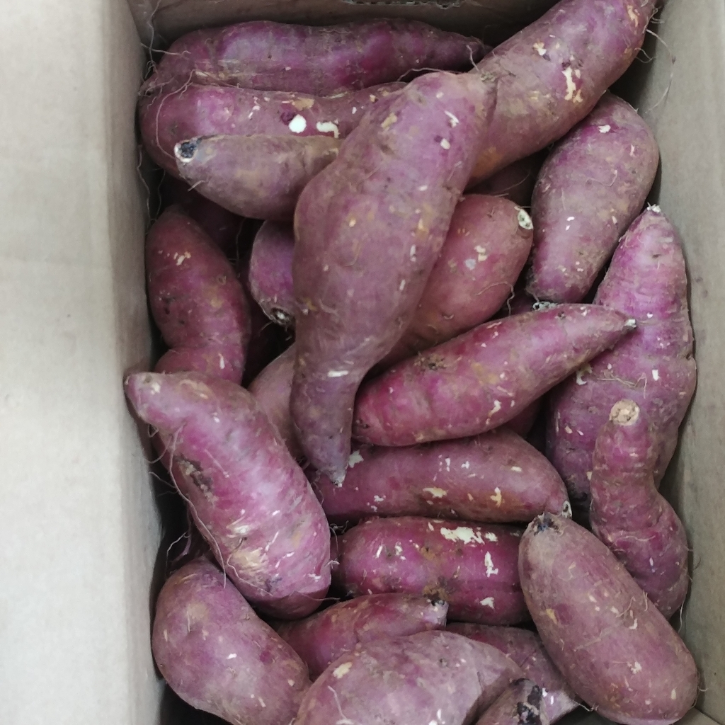 맛군 해남 베니하루까 꿀고구마
