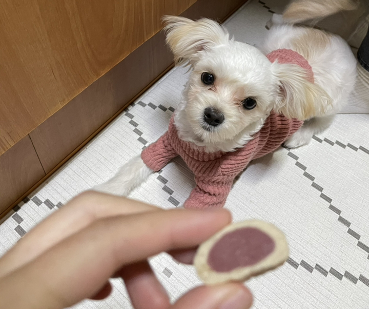 닥터독 관절 덴탈껌