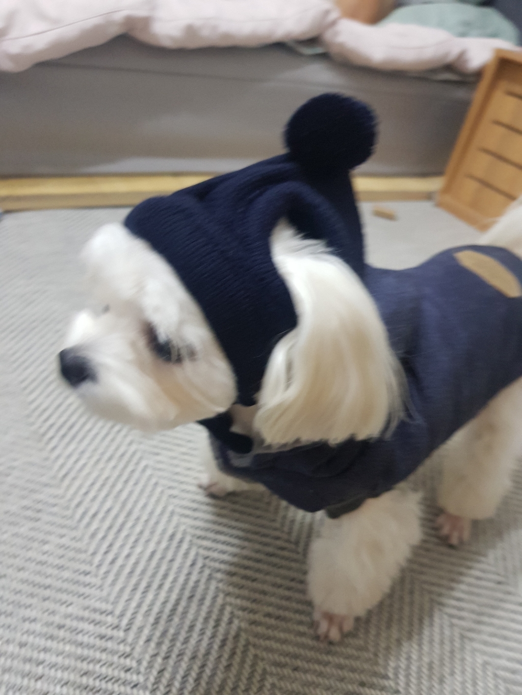 도그아이 애견용 모자 목도리