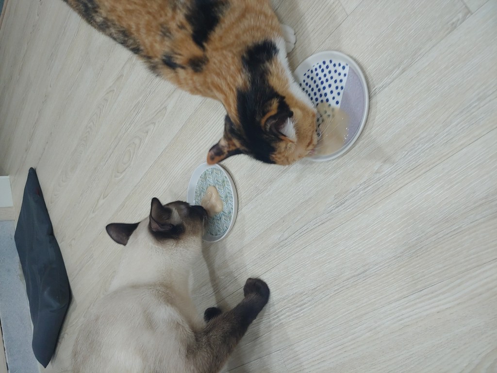 페슬러 묘설렘 고양이 습식간식 리뷰후기