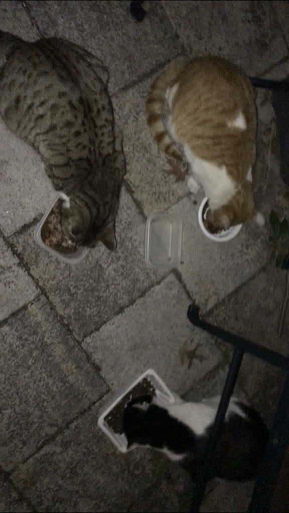 동원 뉴트리플랜 고양이 습식캔