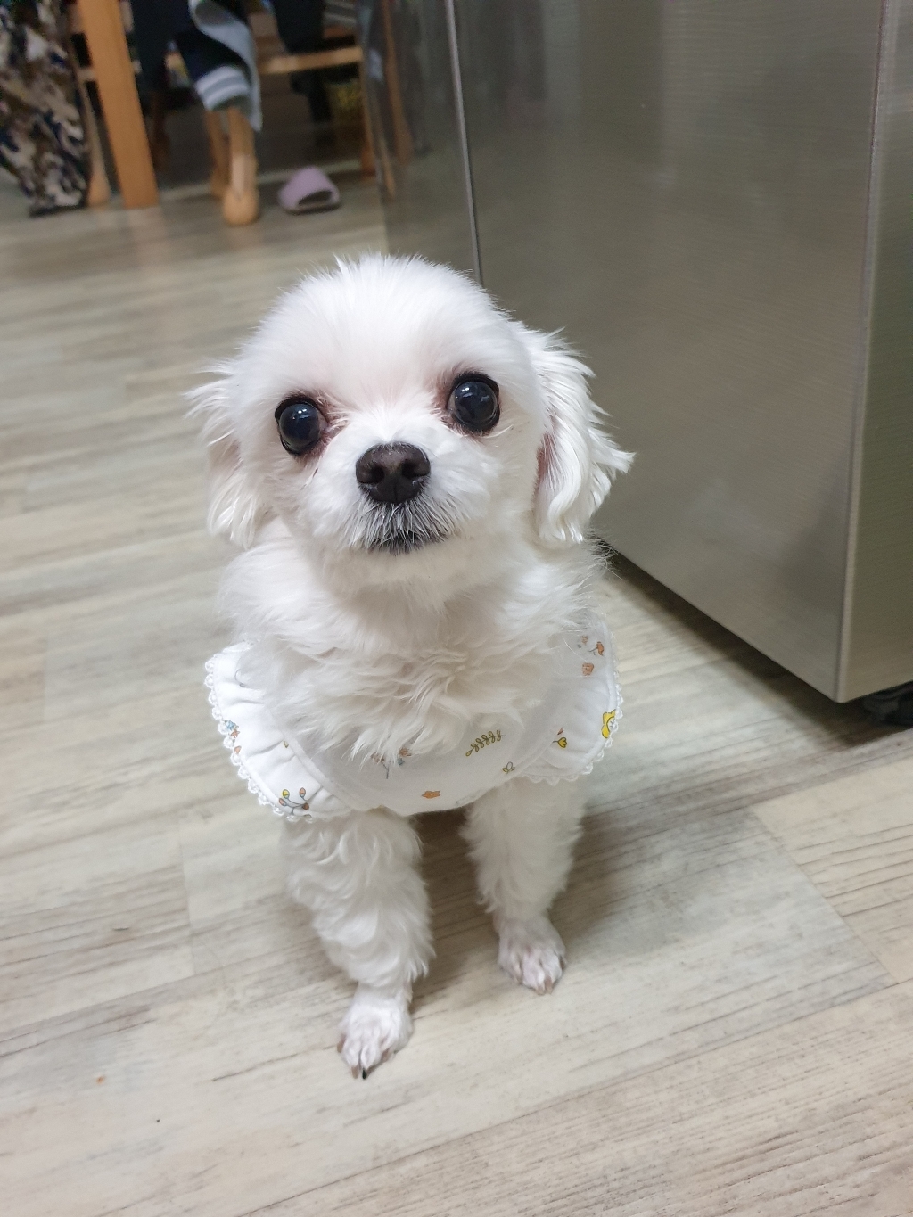 이츠독 오가닉 래빗 프릴 강아지 티셔츠 리뷰후기
