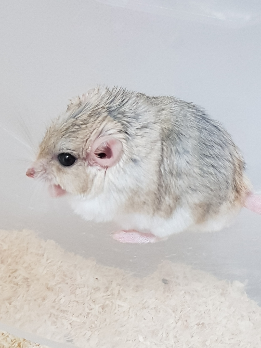 산코 친칠라 모래 1