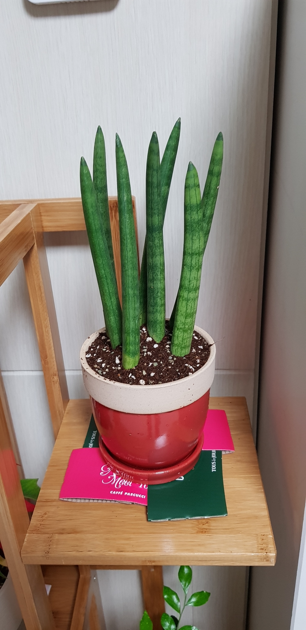 글라스코 칼라 도토리 인테리어 화분 SH18735