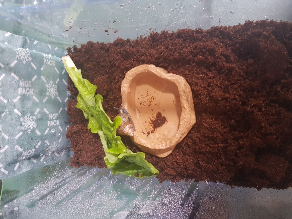 달팽이용 먹이그릇