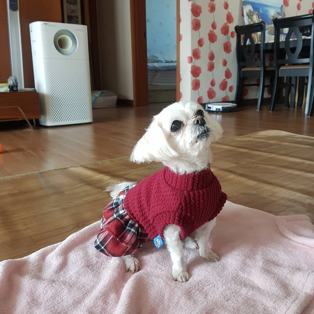 펫츠랜드 강아지 트위스트체크 원피스