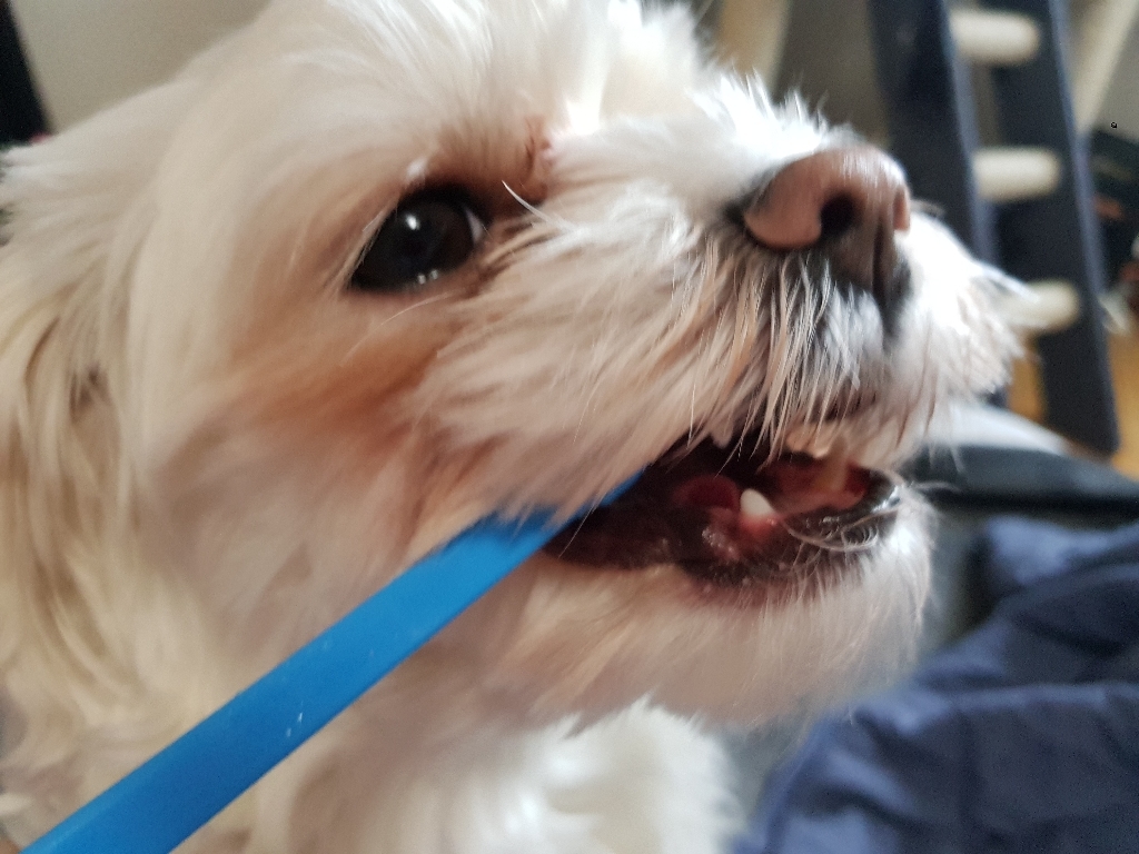 냥품멍품 치카치약 닭고기맛 리뷰후기