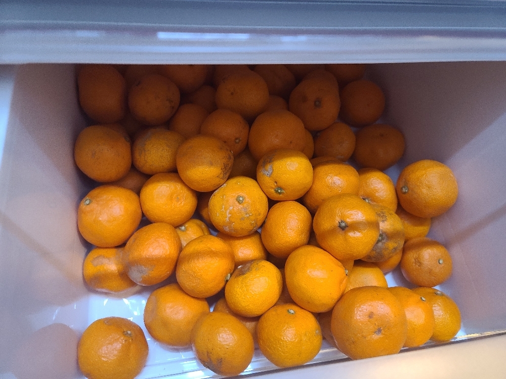 한라산농장 조생 감귤 10KG 15KG 홍보용 특가- 불만족시 무료반품 - 리뷰후기