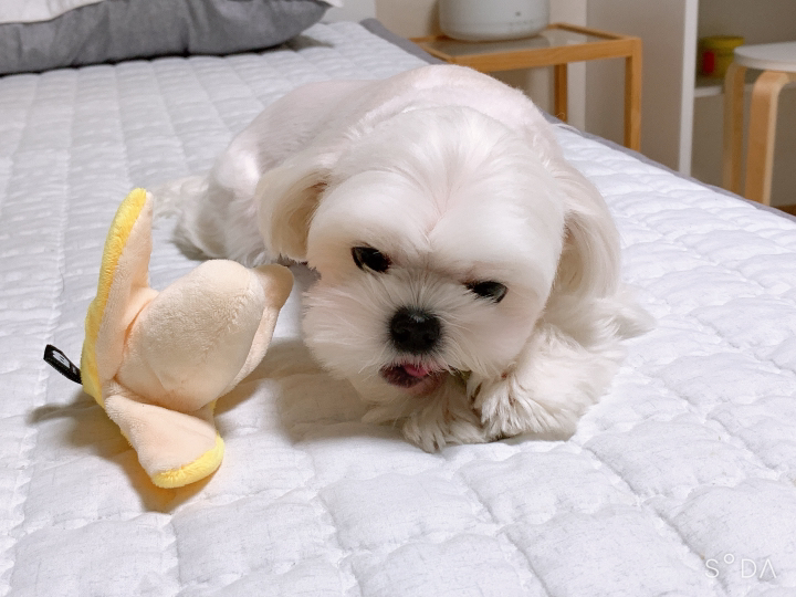 더마독 구강건강 덴탈 강아지 헬스껌 리뷰후기