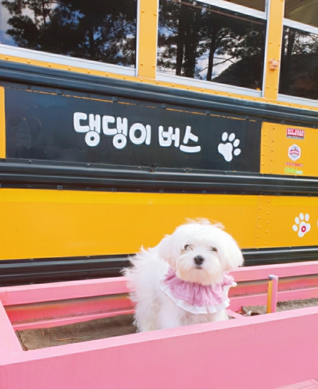 도그맘 반려견 쁘띠앙 케이프 S