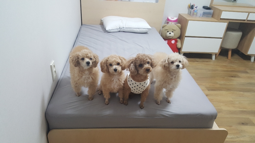 굿데이 건강한육포 반려견간식 300g