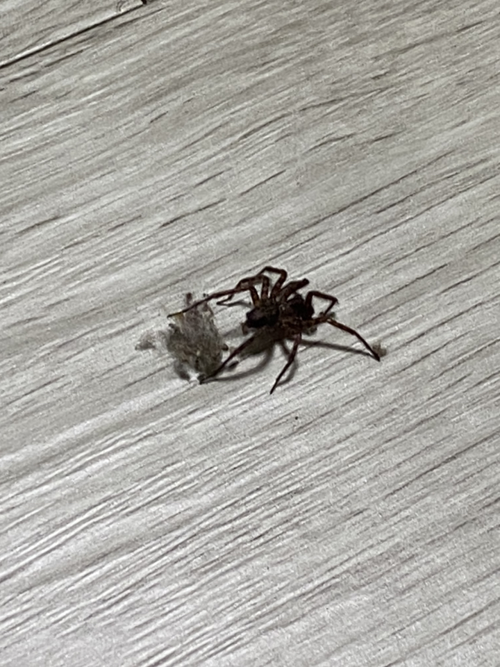 에프티엔티[당일배송]맨투맨 조거 팬츠 쭈리 트레이닝복 셋업 츄리닝 리뷰후기