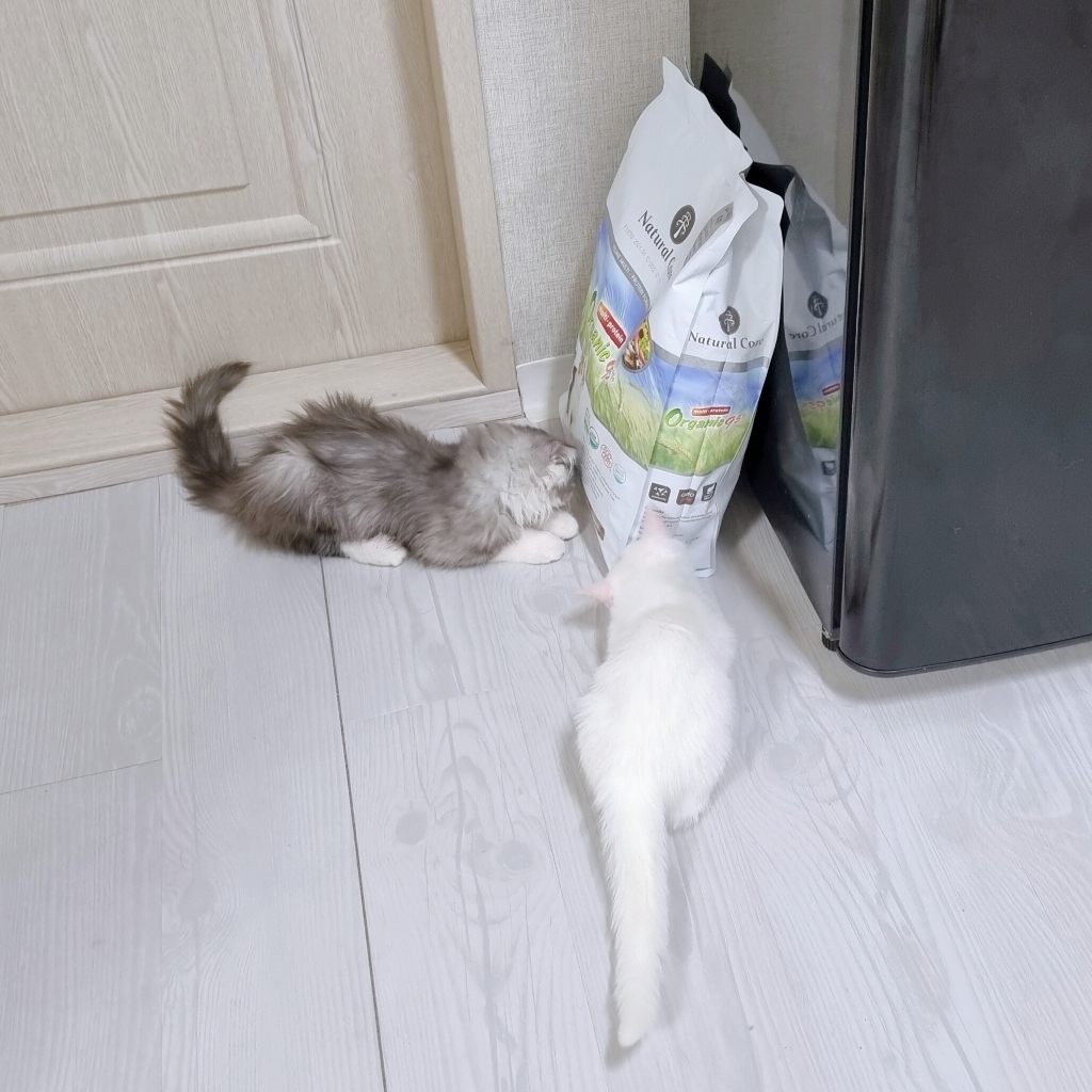 네츄럴코어 멀티프로테인 고양이 건식사료