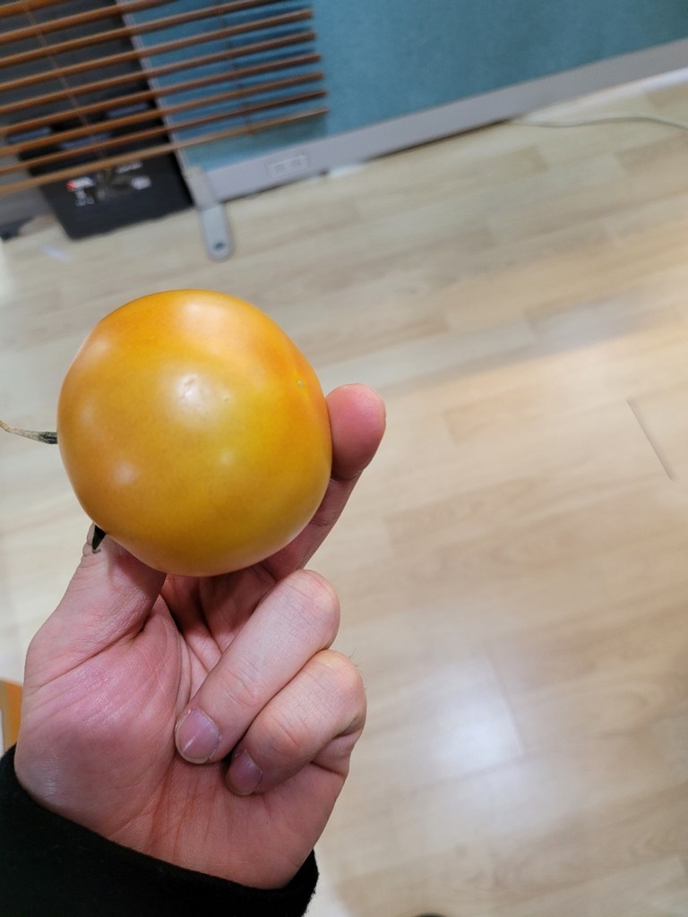 로얄과 토마토 완숙 찰 토마토 2 못난이 소과 중과 대과 모음 리뷰후기