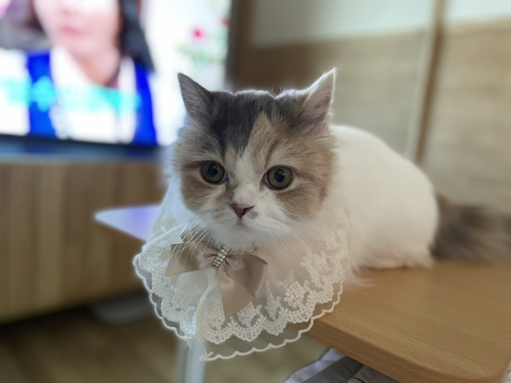 바이담수미 강아지 공주 케이프 S