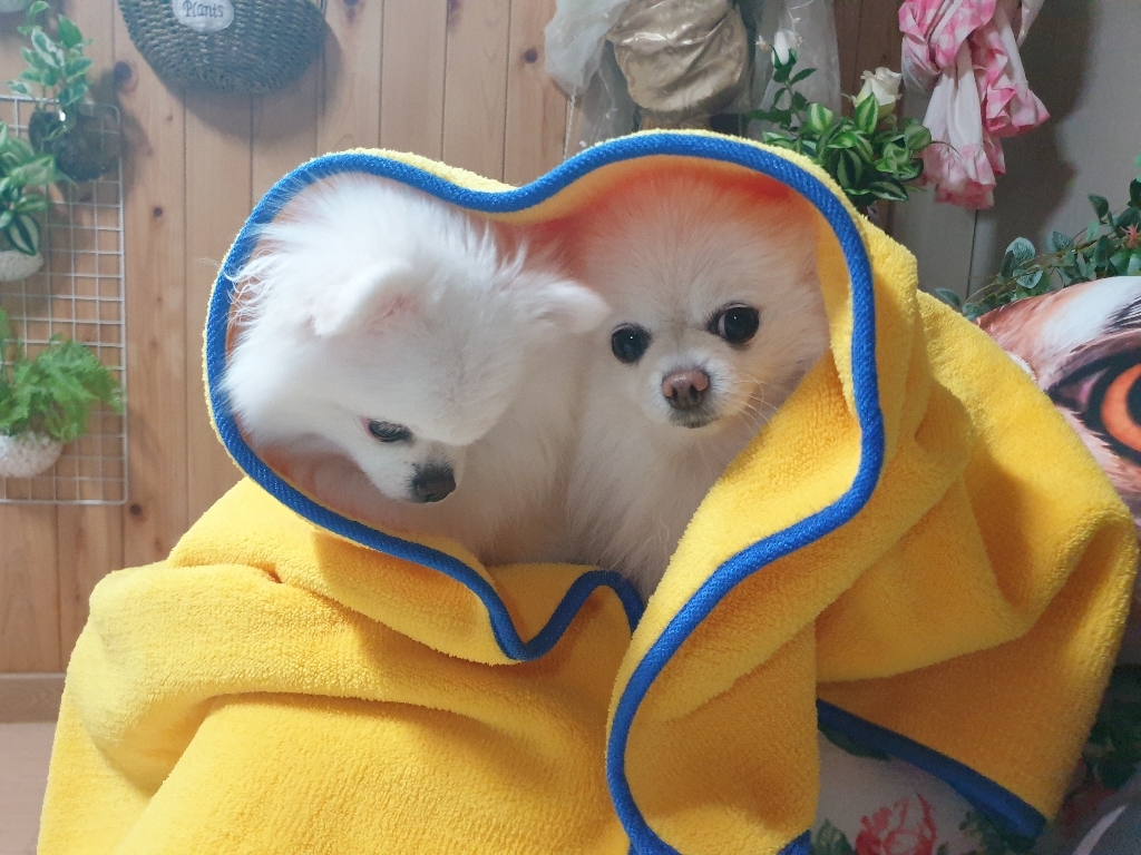 비타그램 반려생각 조이타월