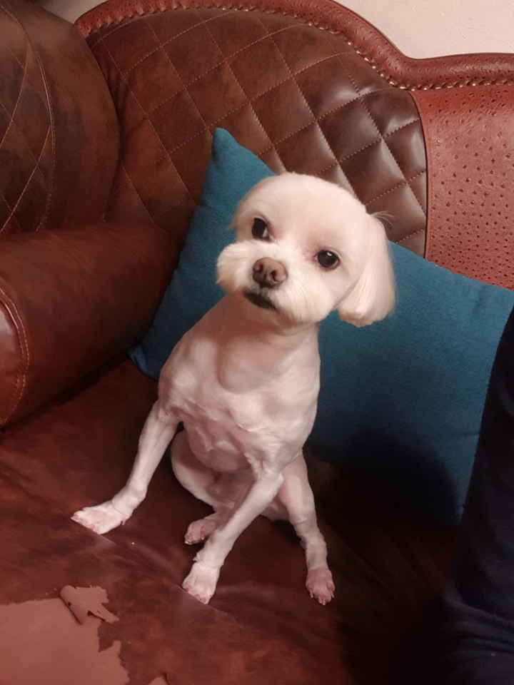 하림 이닭 닭가슴살 오리지널 훈제 갈릭 블랙페퍼 바질올리브