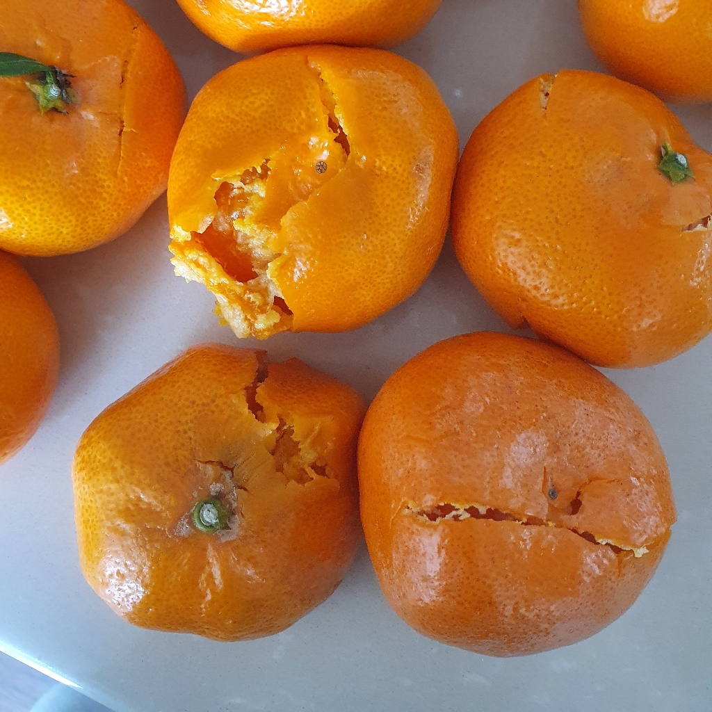 바른팜 달콤하게 맛있는 제주 노지 비가림 감귤 리뷰후기