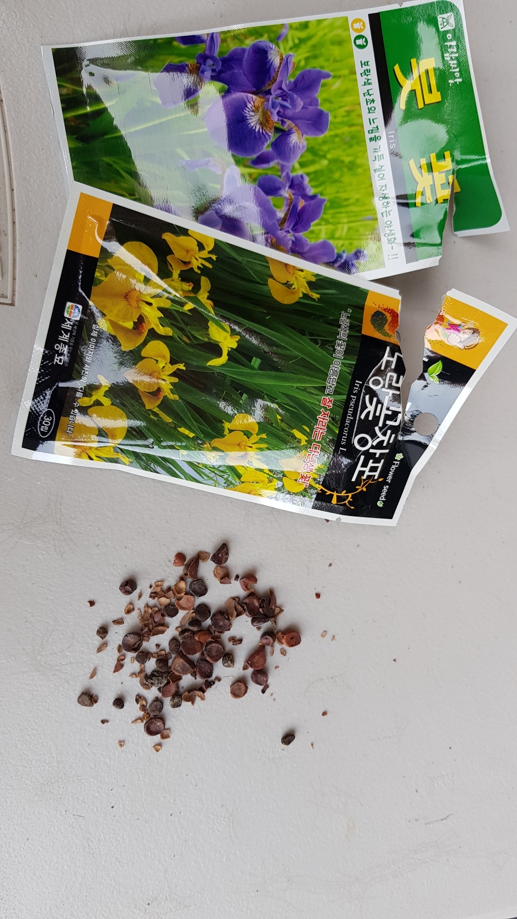솔림텃밭몰 노랑꽃창포씨앗 30립 꽃창포 꽃씨앗 꽃씨 야생화