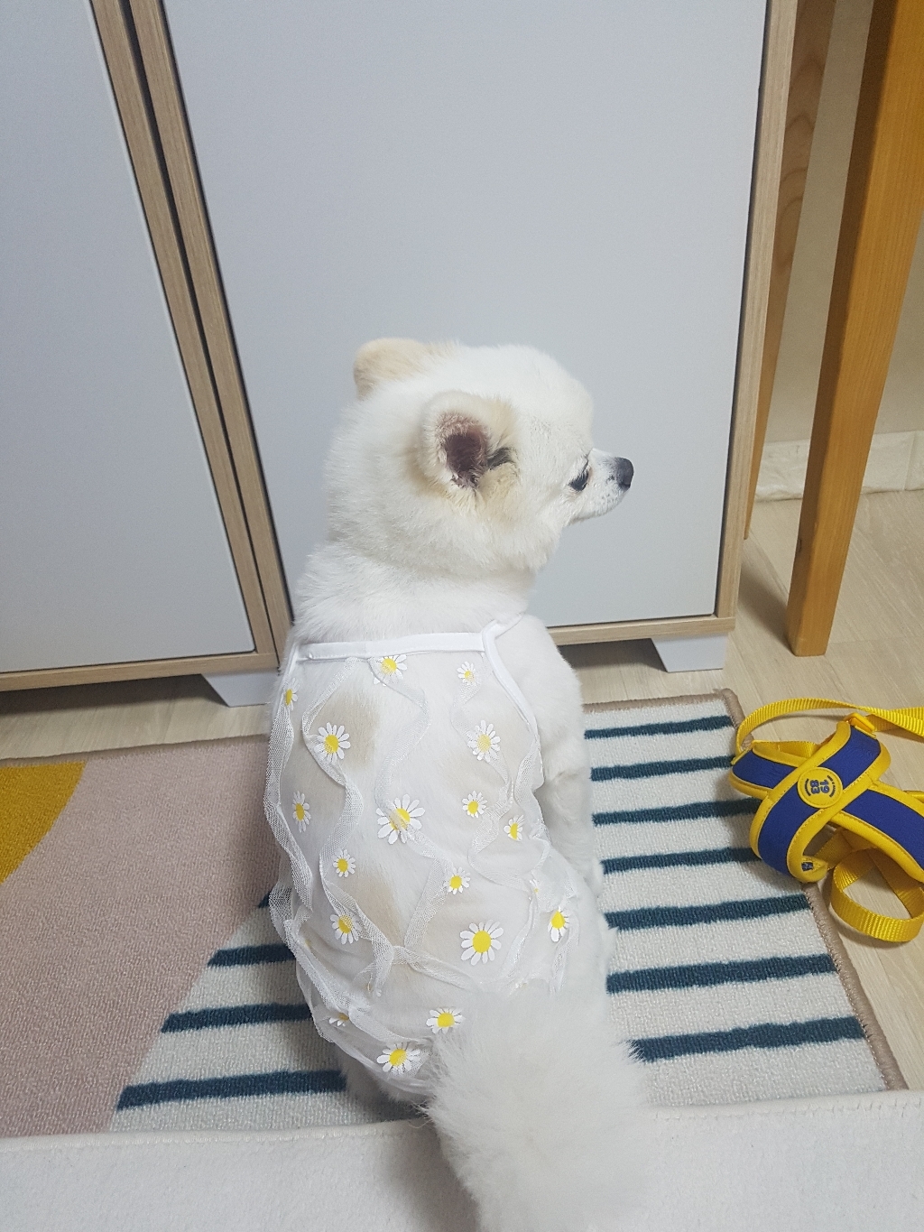 바이담수미 데이지 물결 반려동물 나시 리뷰후기