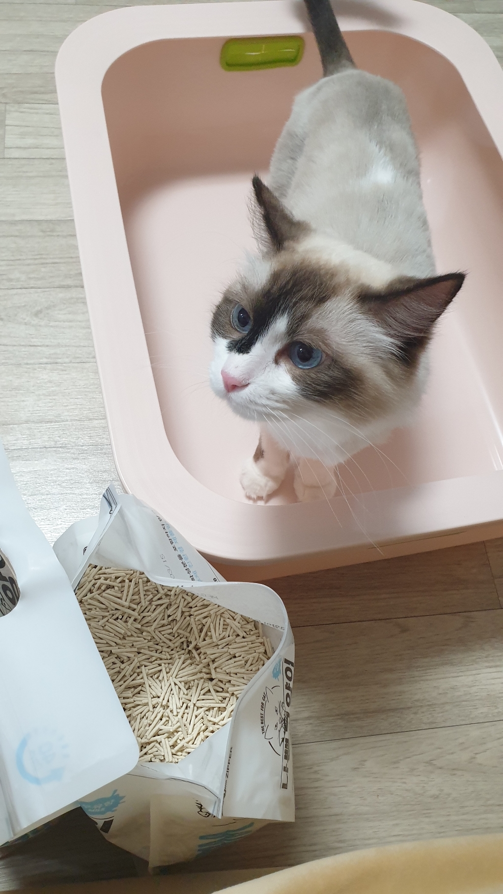 와루이네코 나쁜고양이 두부모래 우유향 리뷰후기