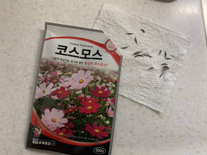 모칸도 세계 코스머스 꽃씨 500립