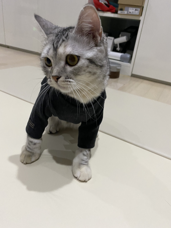 바이담수미 강아지 베이직 티셔츠