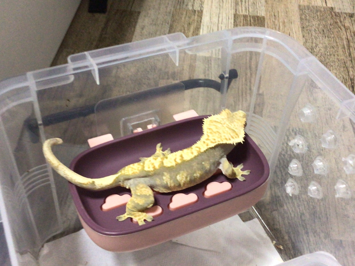 힐로 더블레이어 접착 비누 홀더 거치대 비누대2개