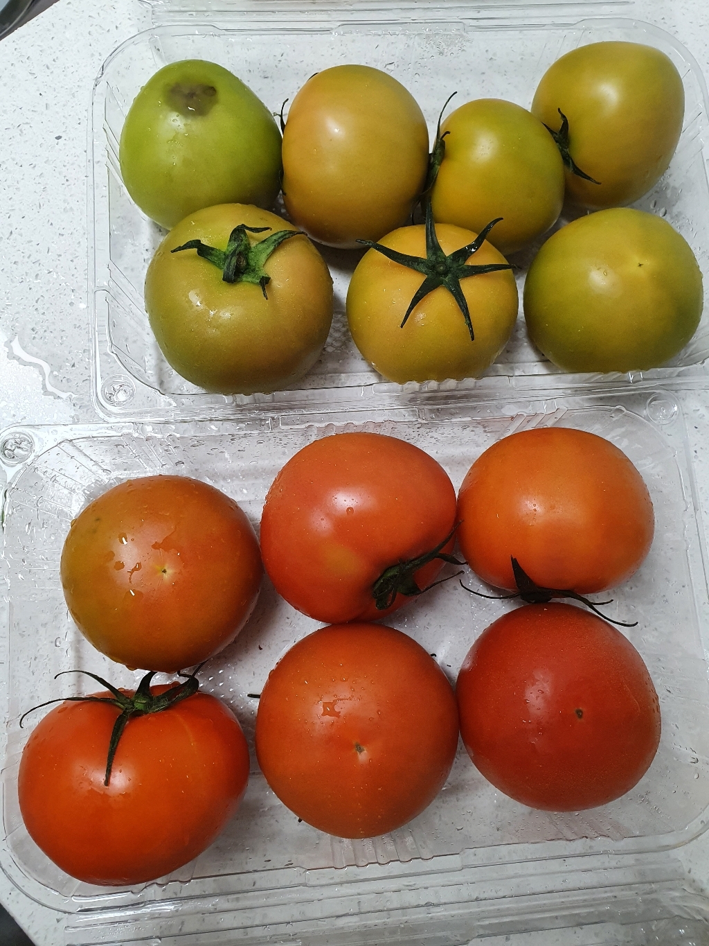 [토망고] 스테비아토마토 리뷰후기