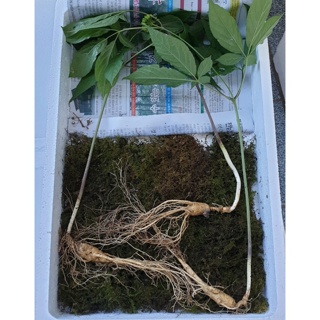 하주니 산양산삼 15년근 강원청정삼 산양삼 장뇌삼 장뇌산삼 야생 산삼 황절삼 무농약 자연산 면역력 명절 선물세트 부모님 건강 선물 리뷰후기