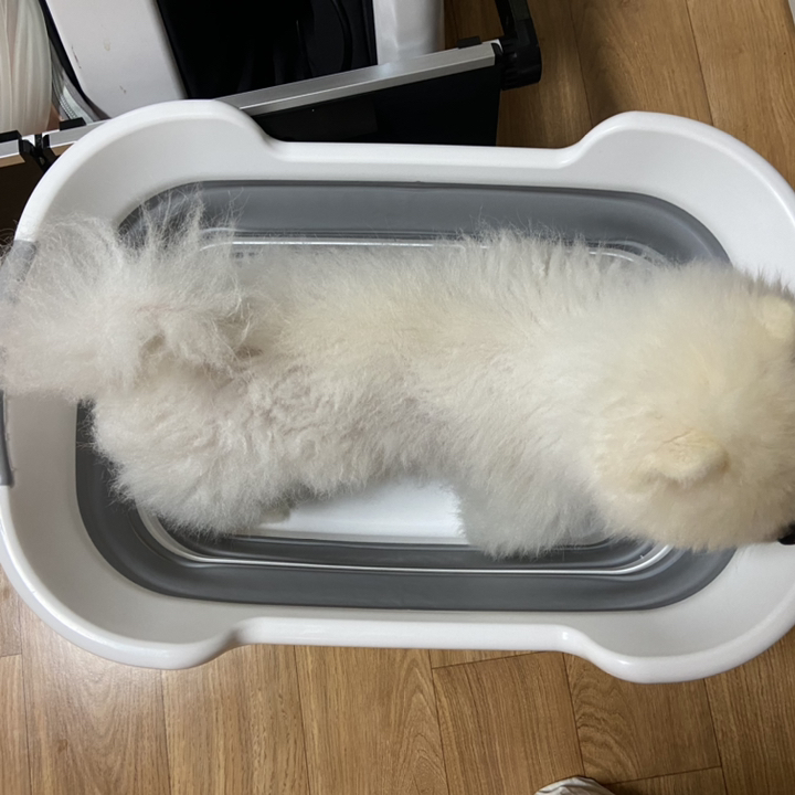 강아지욕조 애견욕조 접이식욕조 코랜펫