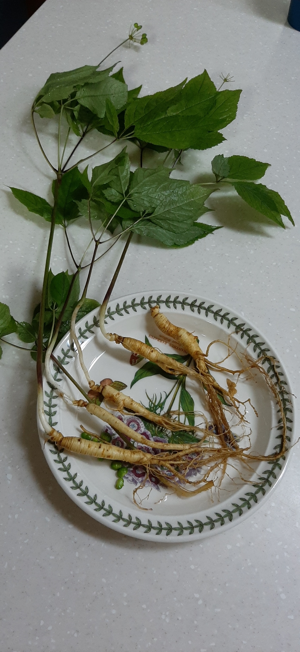 [AKA]바른삼연구소 프리미엄 국내산 산양삼 장뇌삼 산삼 13년